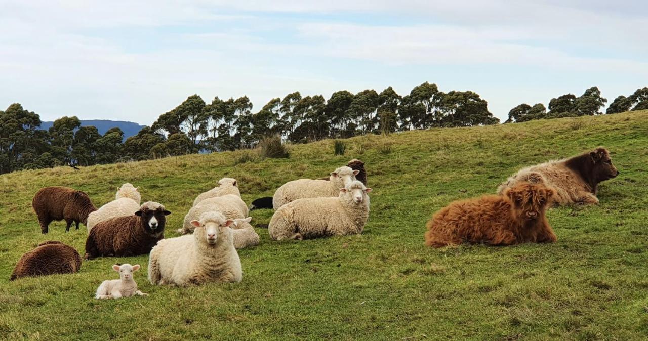 Ruby'S Cottage Farm Stay Port Arthur Extérieur photo
