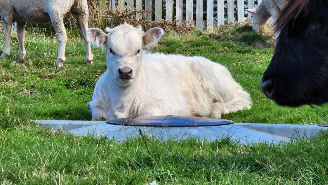 Ruby'S Cottage Farm Stay Port Arthur Extérieur photo